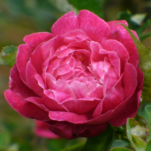 Louis Philippe Rose, Zavala Rose, Florida Cracker Rose, King of France Rose, Rosa chinensis 'Louis Philippe'